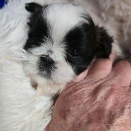 Stella - Tricolor female Shih Tzu puppy in Filer, Idaho from Shih Tzu Kennels