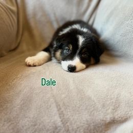 Dale - Black tri-color male Australian Shepherd puppy in St. George, Utah from Rock Canyon Australian Shepherds