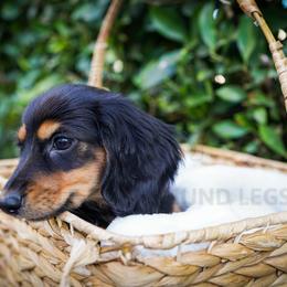 Ninja - Black and cream male Dachshund puppy in Temecula, California from Naomi Magee's Dachshund Kennel