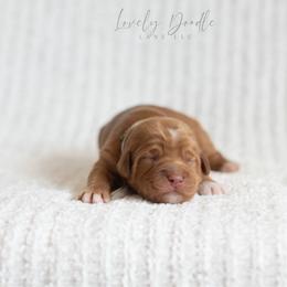 Grey Collar Boy - Caramel red male Australian Labradoodle puppy in Thousand Oaks, California from Lovely Doodle Lane