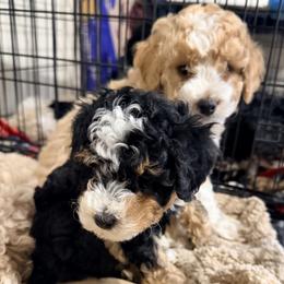 Bernedoodle Puppies from Big Sky Bernedoodles