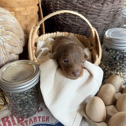 Cliff - Dapple male Dachshund puppy in Cabool, Missouri from White Cottage Dachshunds