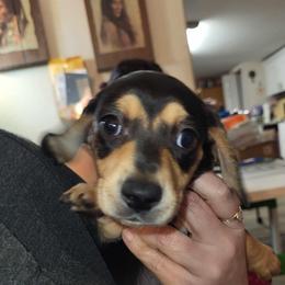 Moose - Black and tan male Dachshund puppy in Suffolk, Virginia from Mini Love Bugs