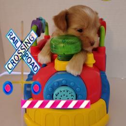 Lilac girl - White and tan female Morkie puppy in Inverness, Florida from Morkies and More