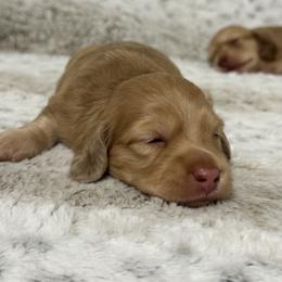 Dachshund Puppies from Suzie’s Mini Doxies