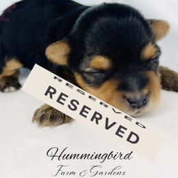 Yorkshire Terrier Puppies from Hummingbird Farm & Gardens