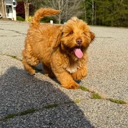 Maroon Boy - Caramel red male Australian Labradoodle puppy in West Union, South Carolina from Golden Corner Labradoodles, LLC