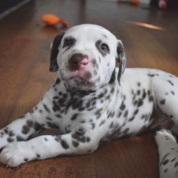 Dalmatian Puppies from Sublime Dalmatians