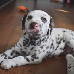 Dalmatian Puppies from Sublime Dalmatians