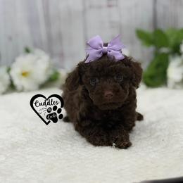Dolly - Brown female Poodle puppy in Nashville, Arkansas from Cuddles n Curls