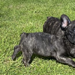 French Bulldogs from Angie's French Bulldogs
