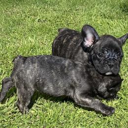 French Bulldogs from Angie's French Bulldogs