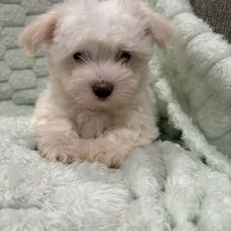 Little girl - White female Coton de Tulear puppy in Pflugerville, Texas from Beethoven’s Cotons