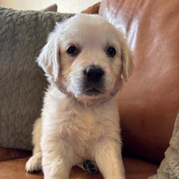 Gray boy - Light golden male Golden Retriever puppy in Pahrump, Nevada from Southern Nevada Goldens