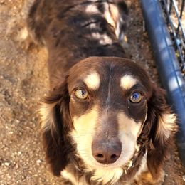 Gypsy - Dachshund