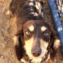 Gypsy - Dachshund