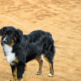 Denver - Miniature Australian Shepherd