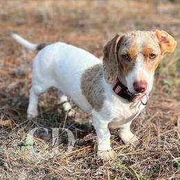 Dachshund Puppies from Camacho_Dachshunds
