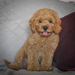 Lucky - Red male Cockapoo puppy in Myerstown, Pennsylvania from The Cocker Cingdom
