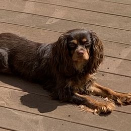 Dolly - Cavalier King Charles Spaniel
