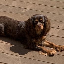 Dolly - Cavalier King Charles Spaniel