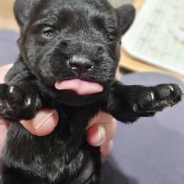 Brown Collar - Black male Miniature Schnauzer puppy in Blountville, Tennessee from Maxwell House Schnauzers