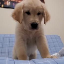 Golden Retriever Puppies from The Golden Court