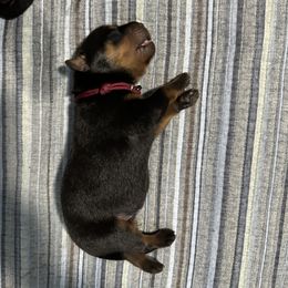 Rottweiler Puppies from Khaotic Rottweilers