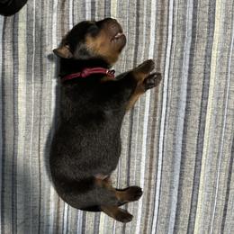 Rottweiler Puppies from Khaotic Rottweilers