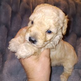 Male 1 - Wheaten male Miniature Schnauzer puppy in Shoshone, Idaho from Debra Kruse's Miniature Schnauzers