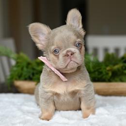OPAL 4500 - Tricolors female French Bulldog puppy in Blue Ridge, Texas from Beason’s HomeGrown Frenchies
