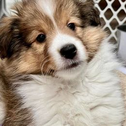 Shetland Sheepdog Puppies from Cheri Spangler's Shetland Sheepdogs