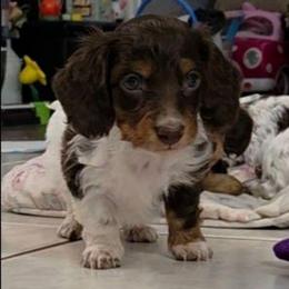 Boy 2 - Piebald male Dachshund puppy in Irvington, Alabama from Christopher's Dachshunds