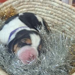 Tinsel(Purple) - Black tan and white female Basset Hound puppy in Carbondale, Kansas from Dream Weavers Basset Hounds