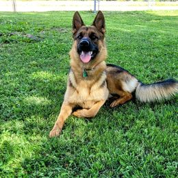 Sisu - German Shepherd