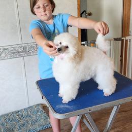 Marlowe - White male Poodle puppy in Greenville, Texas from Pitties' Love