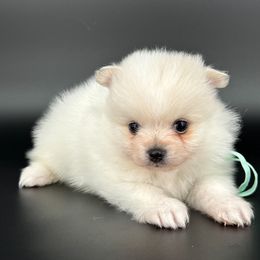 Turquoise - White male Pomeranian puppy in Meridian, Idaho from Idaho_poms