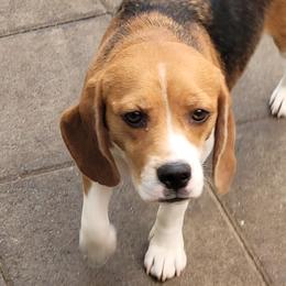 Kiwi - Beagle