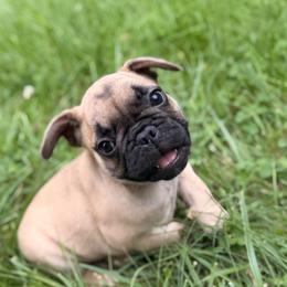 Oscar - Fawn male French Bulldog puppy in Morrow, Ohio from Frenchie-Club