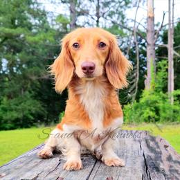 Maxine - Dachshund