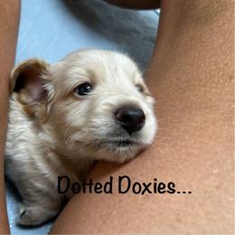 Dachshund Puppies from Dotted Doxies