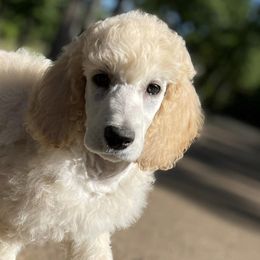 Poodles from Poetry Poodles