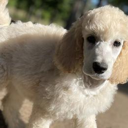 Poodles from Poetry Poodles