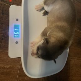 Siberian Husky Puppies from Alexandra's Siberian Huskies