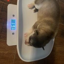 Siberian Husky Puppies from Alexandra's Siberian Huskies