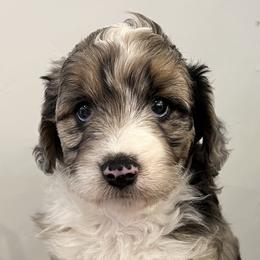 Aussiedoodles, Bernedoodles, and Goldendoodles from Gunstock Doodles