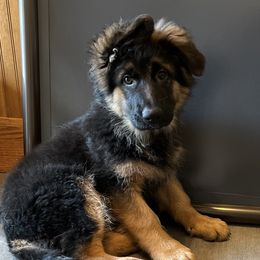 Gold collar - German Shepherd puppy from Farrenhaus