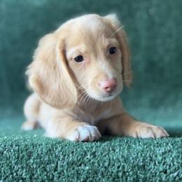 Cidar - Red male Dachshund puppy in Pflugerville, Texas from Dream A Dream Dachshunds