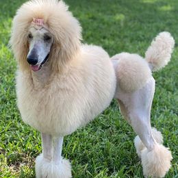 Poodles from Hayes Poodles Champion Bloodline