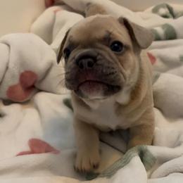 French Bulldog Puppies from Foster Lake Frenchies